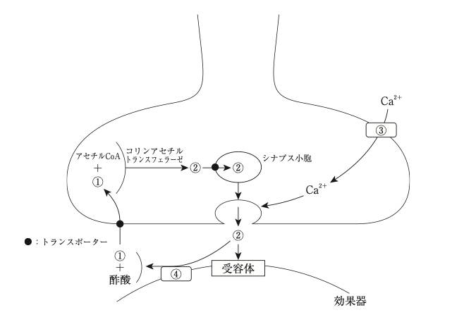 薬剤師国家試験 第106回 問111 過去問解説 E Rec わかりやすい解説動画