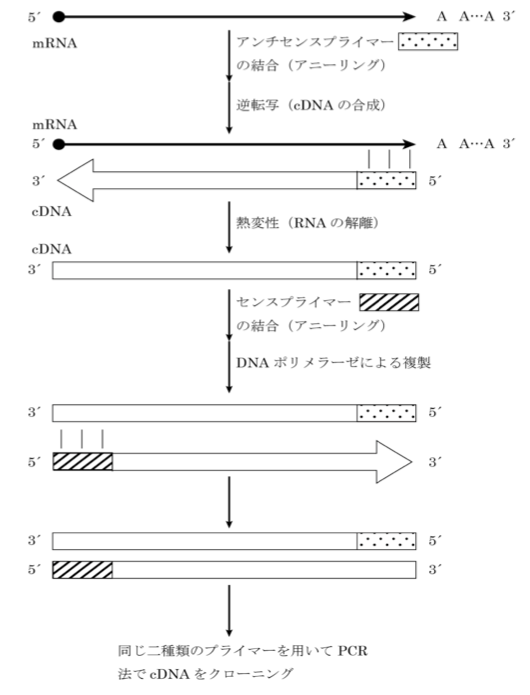 薬剤師国家試験 第101回 問117 過去問解説 E Rec わかりやすい解説動画
